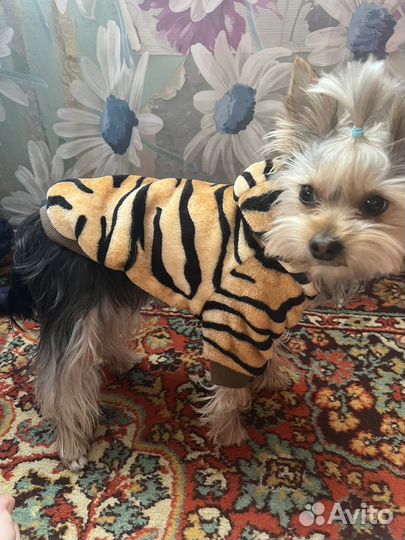 Одежда для собак мелких пород