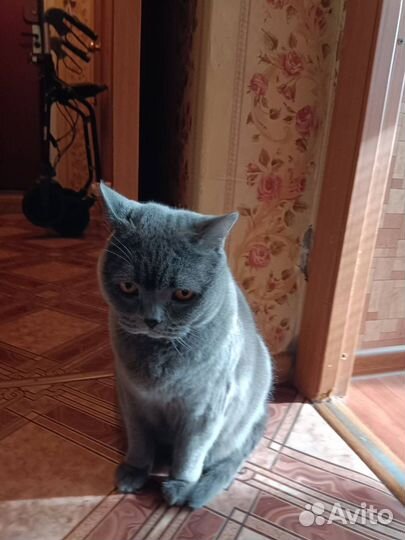 Британский кот, британец бесплатно