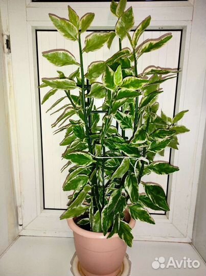 Педилантус и Ктенанта цветы