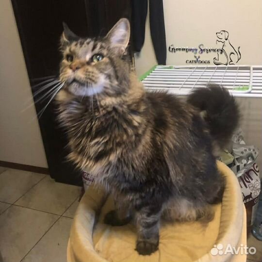 Стрижка собак и кошек. Москва и область