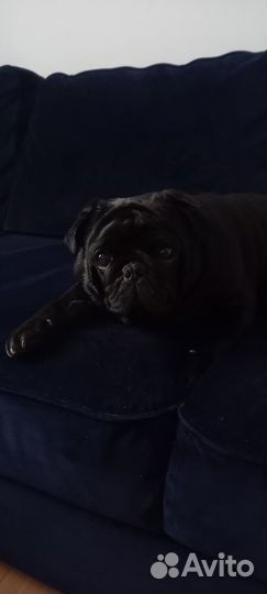 Мопс вязка мальчик