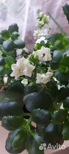 Каланхоэ цветущий