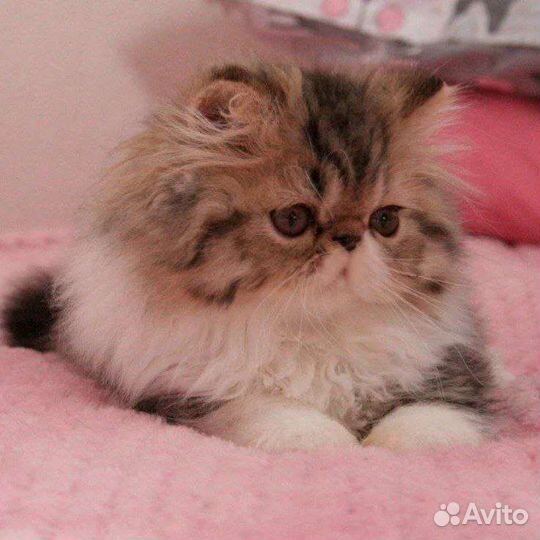 Персидские котята