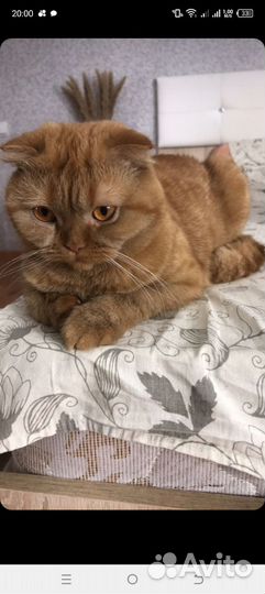 Кошка