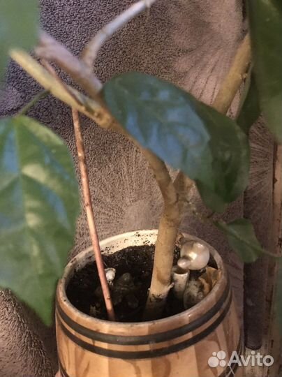 Гибискус сортовой дерево и Женское счастье