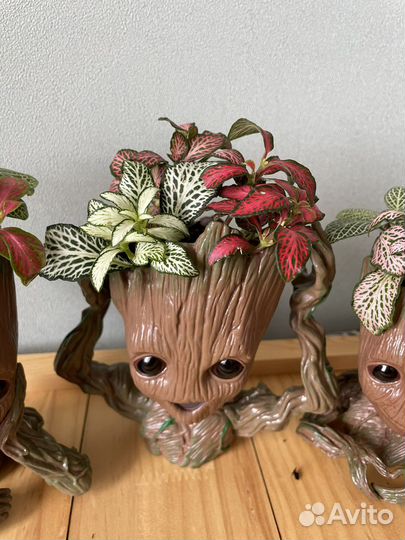 Фитонии композиция