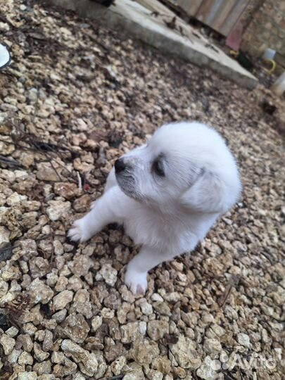 Отдам щенков в хорошие добрые руки