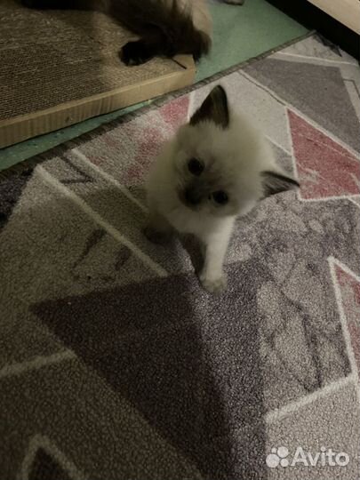 Отдам котят в добрые руки
