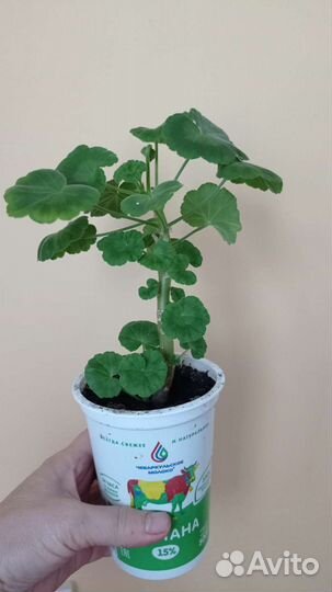 Герань пеларгония