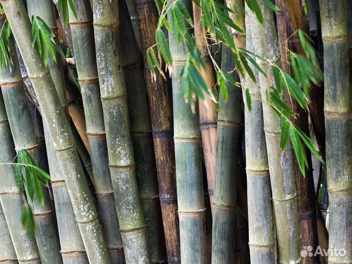 Бамбук морозостойкий Moso, семена