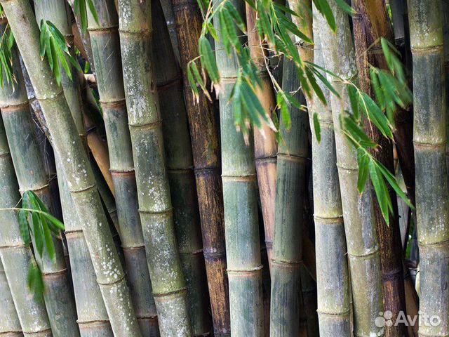 Бамбук морозостойкий Moso, семена