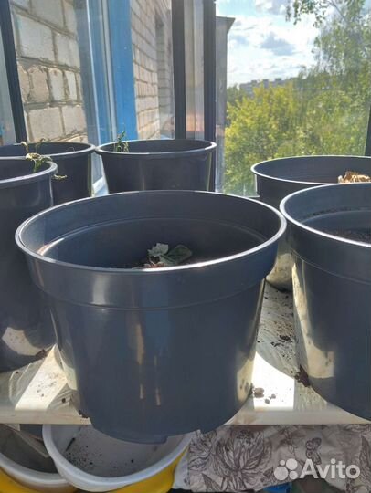 Горшок для цветов