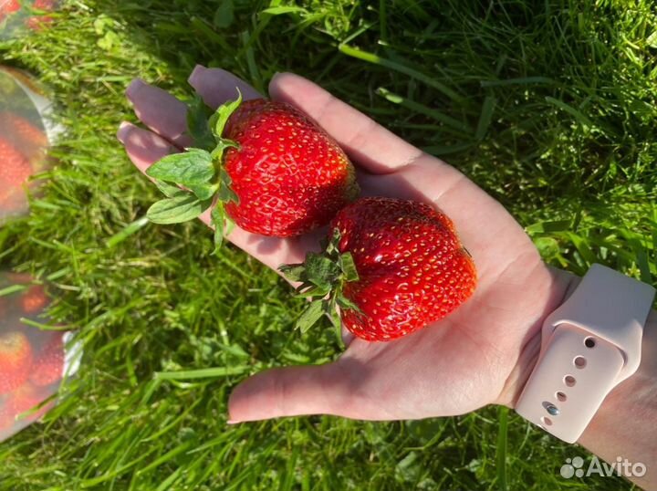 Рассада клубники