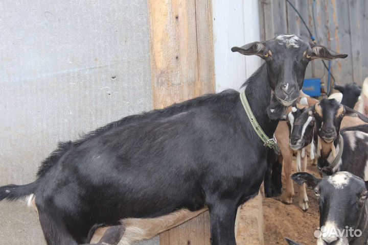 Козы дойные