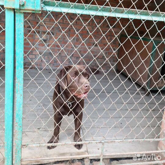 Гостиница для собак