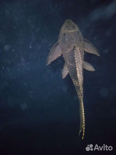 Птеригоплихт сом