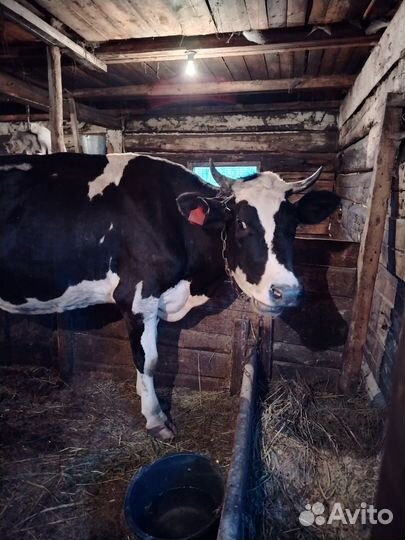 Корова дойная с теленком