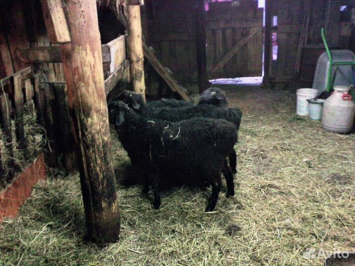 Курдючные барашки