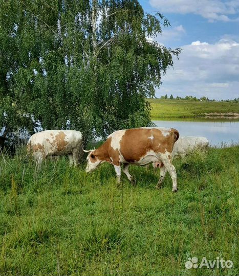 Коровы продажа