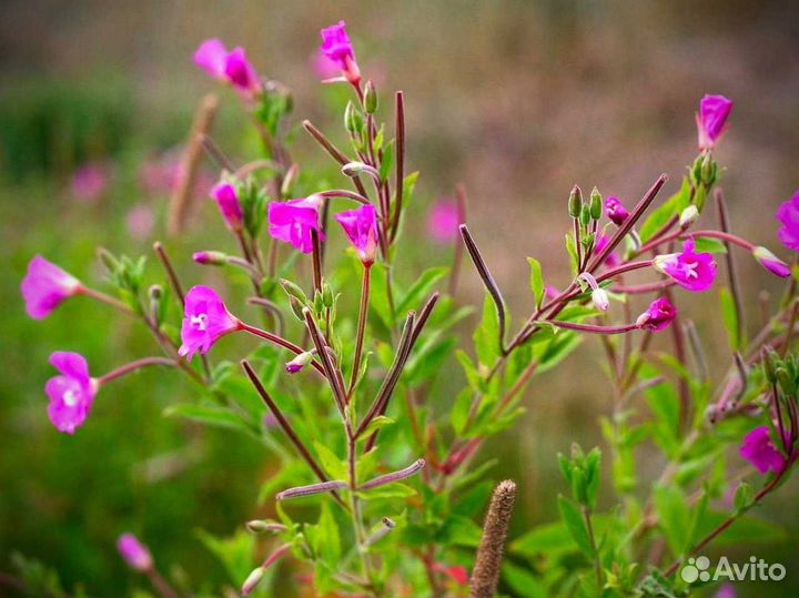 Иван чай 1кг 2О23 отточенная ферментация, отзывы