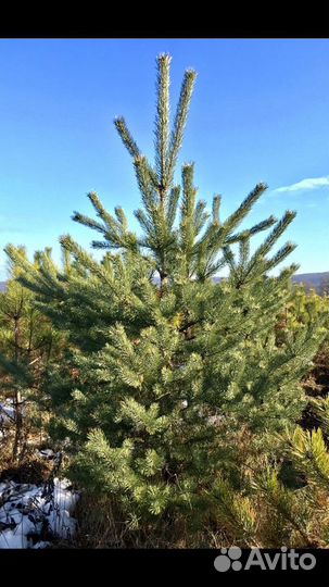 Сосны любых сортов и размеров