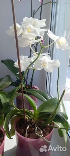 Орхидея фаленопсис