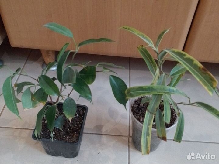 Фикусы, кактус, сансеверии
