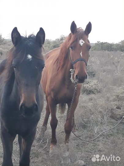 Кобыла с жеребенком