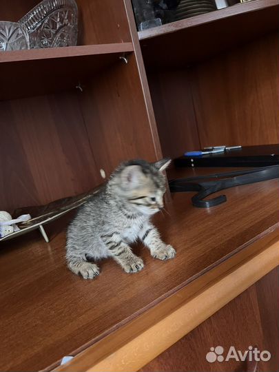 Бенгальская котята