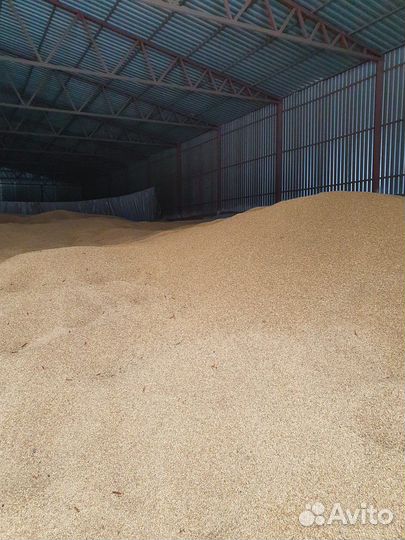 Ячмень сортированный