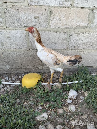 Бойцовые куры