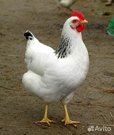 Яйцо инкубационное порода Адлер Серебристый