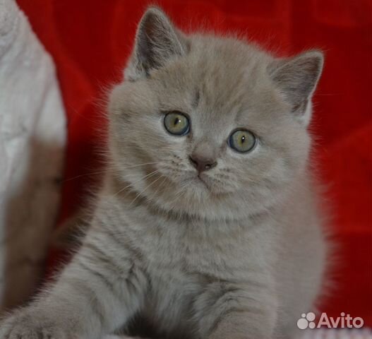 Британская лиловая