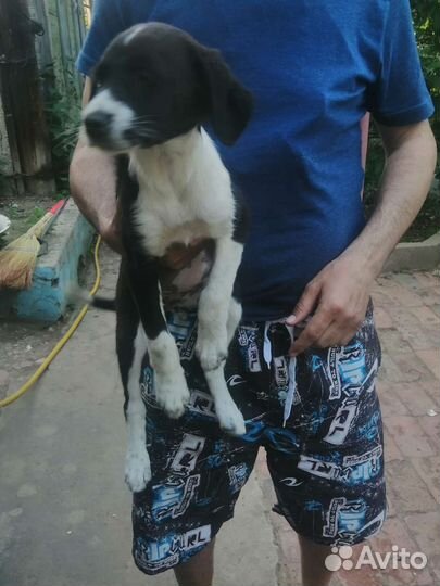 Кутята в добрые и ответственные ручки