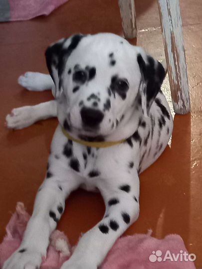 Щенки далматина