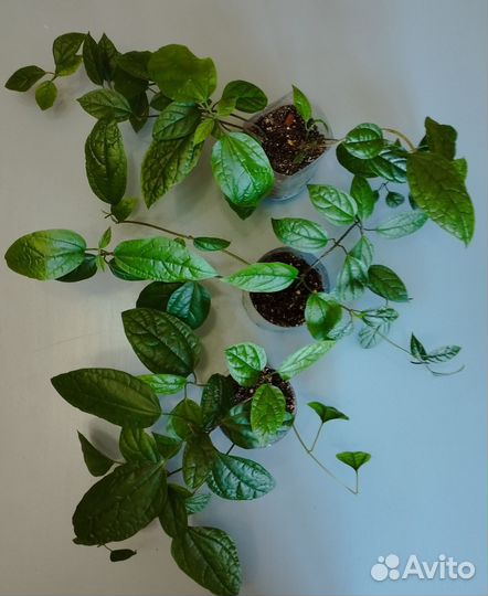 Клеродендрум, сциндапсус