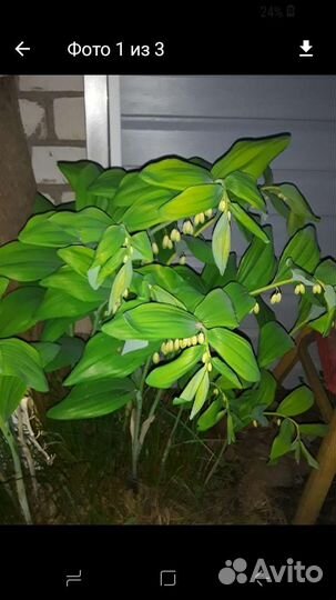 Растение Купена,или Соломонова печать