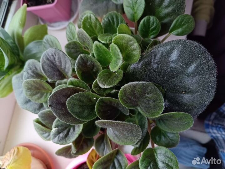 Фиалка в горшках