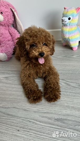 Миниатюрный пудель