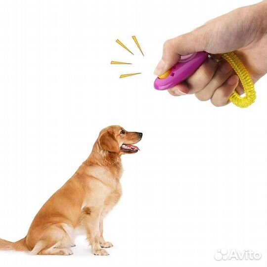 Новые ошейники, игрушки, аксессуары