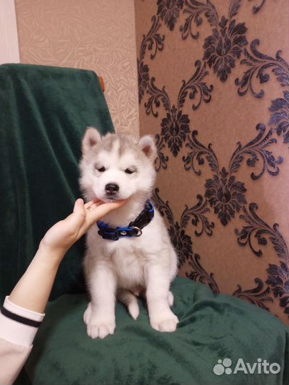 Щенки Сибирской хаски