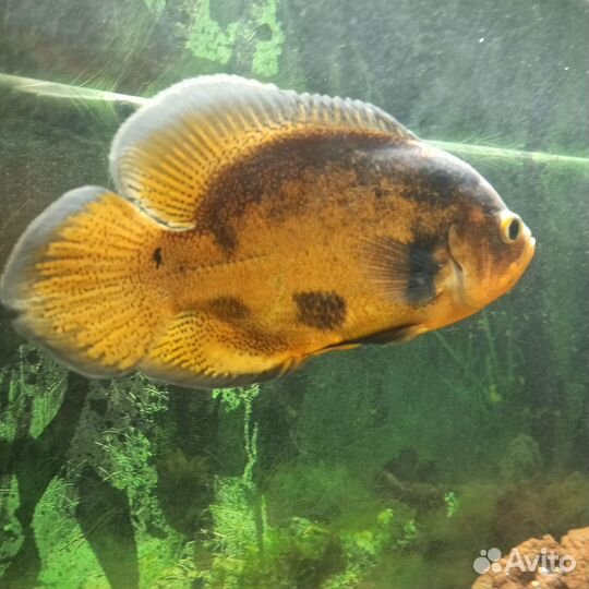 Астронотус