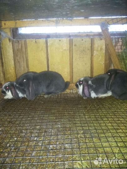 Французский баран