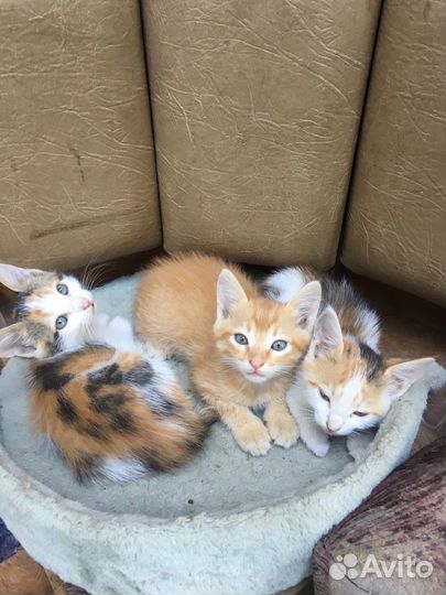 Котята в хорошие руки