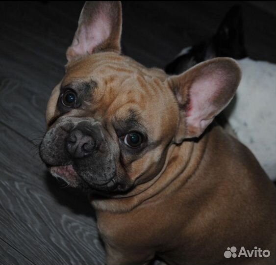 Французский бульдог голубого с подпалом вязка