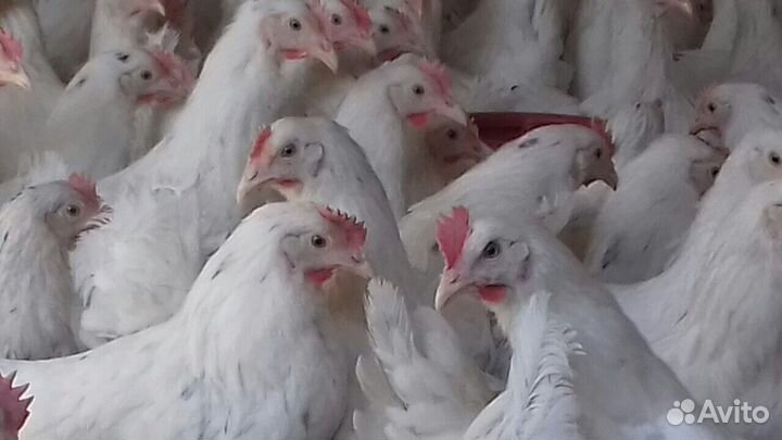 Куры молодки