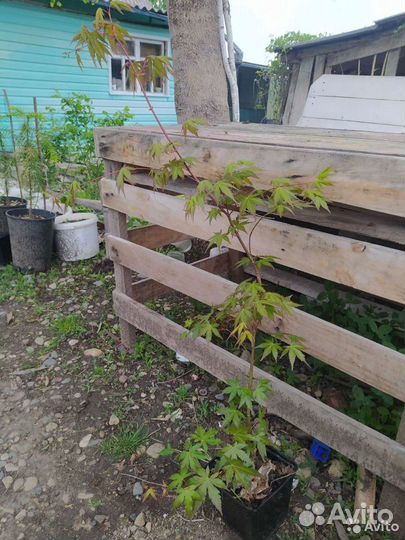 Клен Дланевидный Японский Саженцы