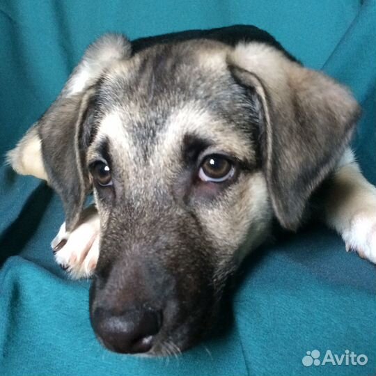 Щенок мальчик