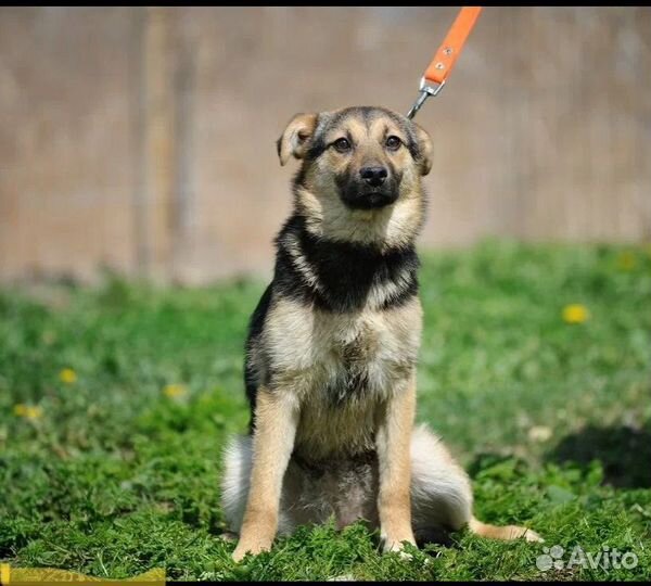 Красивый щенок ищет дом