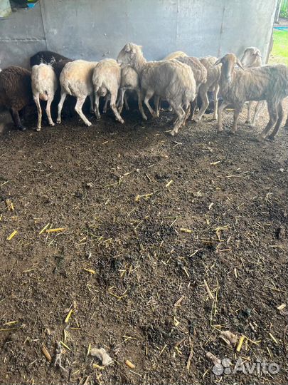 Телка 2 года